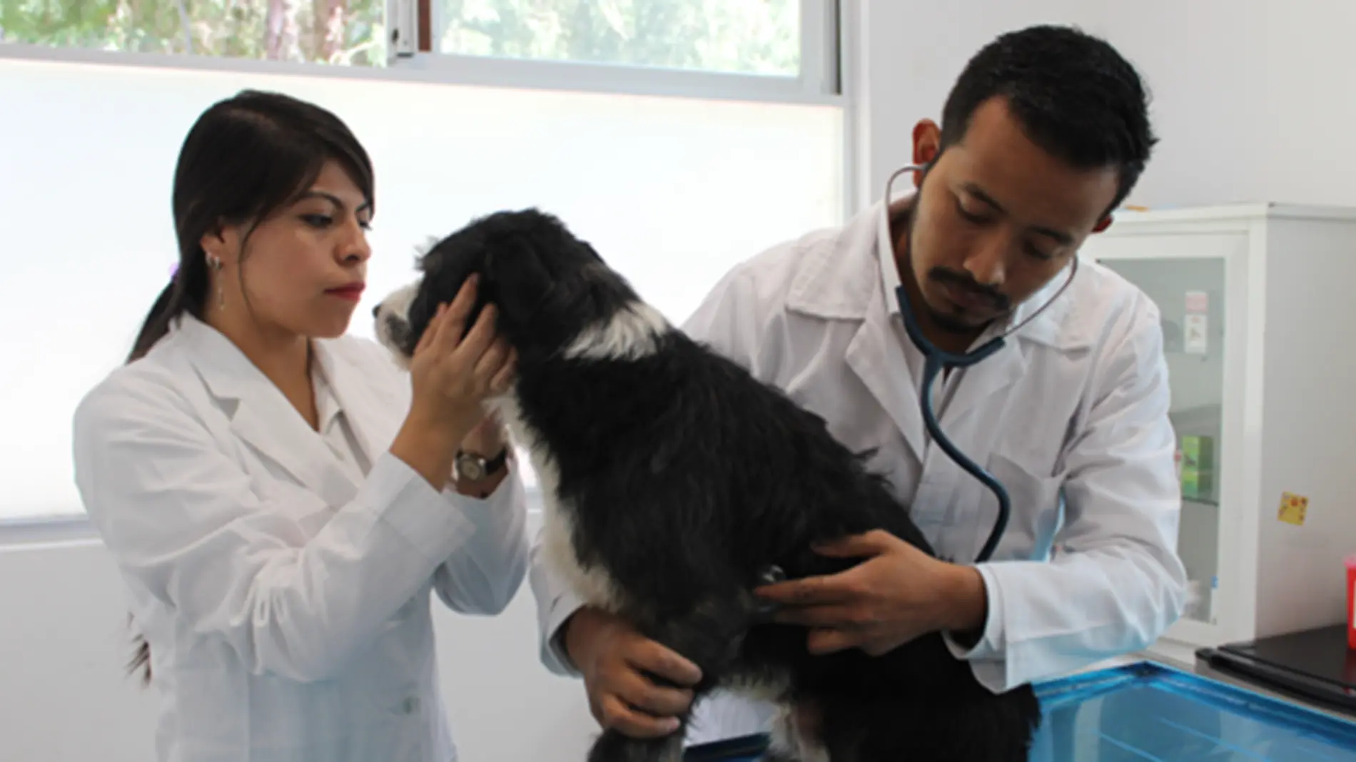 Con la apertura de Casa Puebla, el Gobierno de Puebla a través del Instituto de Bienestar Animal (IBA) puso en funcionamiento una clínica veterinaria